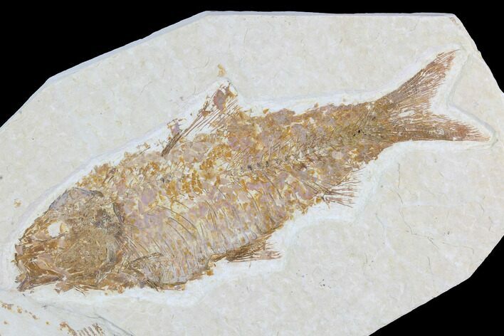 Detailed Fossil Fish (Knightia) - Wyoming #96090